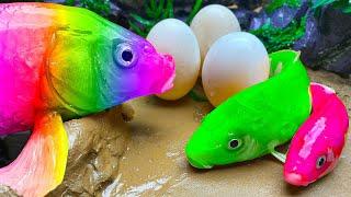 Rainbow Formation Fish  Stop Motion Big Catfish Egg Movement Duckling Carp Fishing Compilation