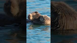 Sea otter pup takes a floating nap  #otter #seaotter #animals