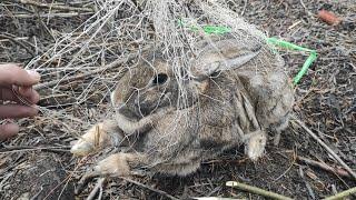 Поймал Зайца Ловушками