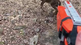 Shooting a deer with a nerf gun