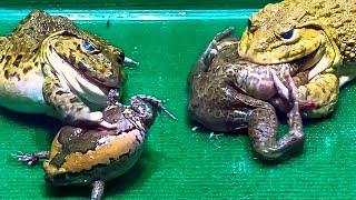 Amazing Asian Bullfrog Tries To Eat Big Frog Asian Bullfrog Live Feeding