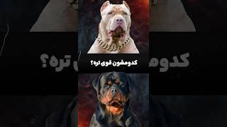 جنگ بین پیتبول و روتوایلر  Rottweiler vs Pitbull