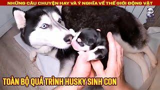 Toàn bộ quá trình chú Chó Husky lần đầu sinh con  Review Con Người và Cuộc Sống