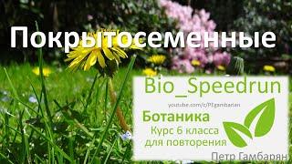 20. Покрытосеменные Speedrun ботаника 6 класс ЕГЭ ОГЭ 2022