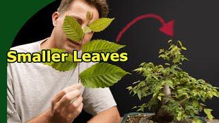 How to reduce leaf size on bonsai all you need to know