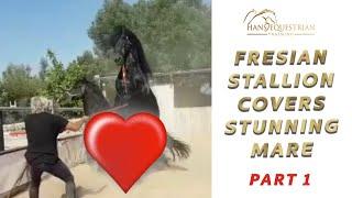 Fresian Stallion Covers Stunning Mare - Part 1 of their journey to have a foal together..