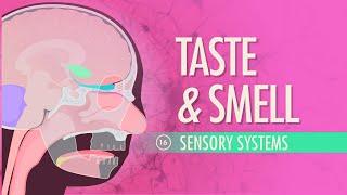 Taste & Smell Crash Course Anatomy & Physiology #16
