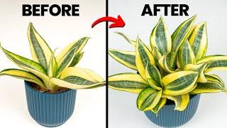 Grow Your Snake Plant 3x FASTER