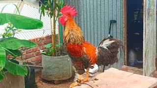 Rooster crowing sound effect