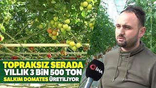 Topraksız Tarım Jeotermal Serada Yılda 3 Bin 500 Ton Domates Üretiliyor