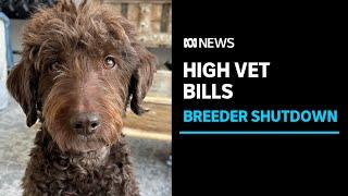 High vet bills for dogs from shutdown Tasmanian breeder  ABC News