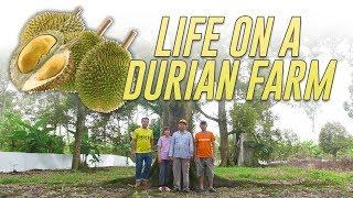 Inside a Durian Farm In Pahang Farm To Table