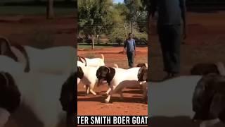 Pieter Smith farming #boergoat #boer #farmanimals