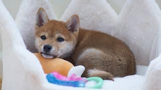 Shiba Inu puppy first week at home