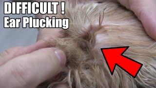 Extreme Dog Ear Plucking