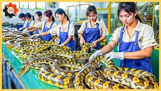  Inside The Factory That Processes 3.8 Million Snakes for Their Skins  CLG Machines