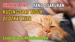 MasyaAllah Tenyata Ini yang Dilakukan Kucing saat Tidur Didekat Kita