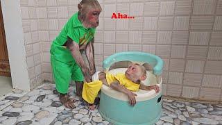 So funny cute Monkey Su shyly calls Kuku for help go poop