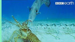 Lobsters vs Trigger Fish  Trials Of Life  BBC Earth