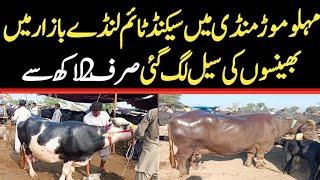 Malumor Mandi Jhang Today  Buffalo Fresh Rates Update  Buffalo Mandi