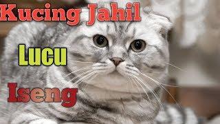 Kucing Jahil Lucu Iseng...