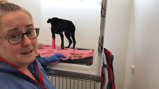 How Parvo is Treated behind the scenes- Companion Animal Vets