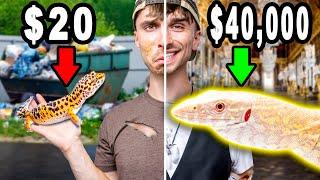 Comparing Cheap vs Expensive Lizards