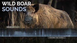 Wild Boar Sounds & Calls - The grunts growls screams & squeals of wild pigs in a forest