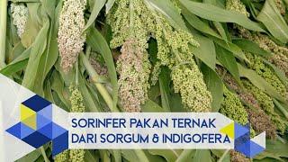 IPB Pedia SORINFER Pakan Ternak dari Sorgum dan Indigofera