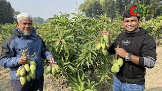 ডিসেম্বরের শীতেও গাছভরা ডাসা আম- বারোমাসি কাটিমনKatimon-পরিচর্যা ও ফলন বৃদ্ধির কৌশল।