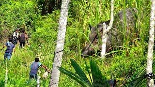 BABI PAKAKKRAJA BABI HUTAN NANTANG PEMBURU  AMAZING  Buru babi di Tanjung Gasan Gadang..