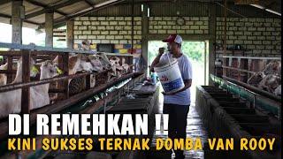 Sukses  Ternak Domba Van Rooy Hingga Miliki 350 Ekor  Gemilang Farm