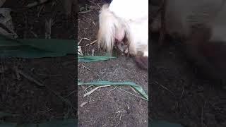 kambing melahirkan kembar #youtubeshorts #animals #hewanternak #shortvideo #goat