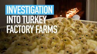 Investigation into turkey factory farms