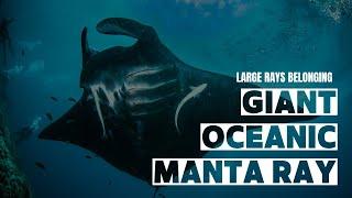 Giant oceanic manta ray