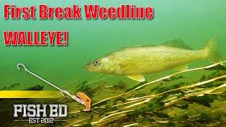 How To Catch Summer Walleyes Off First Break Weedlines-Fish Ed