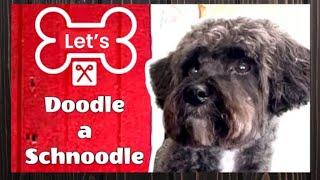 Let’s DOODLE a SCHNOODLE.