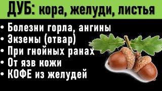 КОРА ДУБА лечебные свойства рецепт отвара. ЛИСТЬЯ ДУБА при ранах ЖЕЛУДЕВЫЙ КОФЕ свойства польза