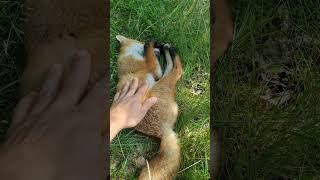 Watch me PET a  wild FOX  #shorts