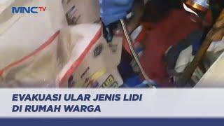 Sembunyi di Tumpukan Barang Seekor Ular Jenis Lidi Masuk Rumah Warga Palangkaraya - LIP 2605