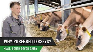 Why Purebred Jerseys? Niall South Devon Dairy