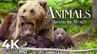 Cute Animals 4K - Most Animal Families with Relaxing Music  Ultra HD Relaxation Film