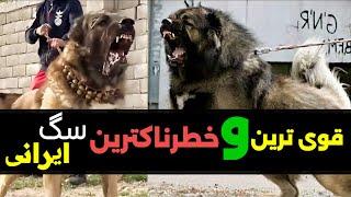 خطرناک ترین سگ دنیا و ایران.سگ سرابی#حیوانات