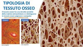 TIPOLOGIA DI TESSUTO OSSEO