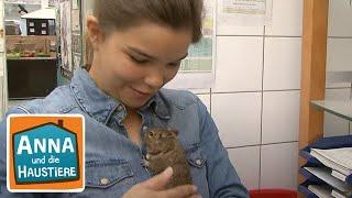 Degu  Reportage für Kinder  Anna und die Haustiere