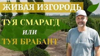 Живая изгородь из туи смарагд и из туи брабант - какую тую выбрать?  Низкая живая изгородь из туи.