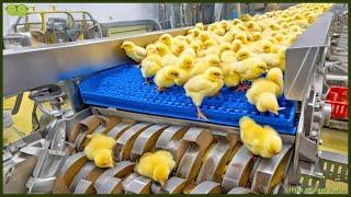 Chicken Mega Factory Chicken Egg Incubation Technology - Broiler Raising Method & Process 