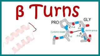 Beta turn  secondary structure of protein