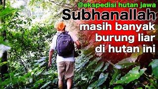 MASIH BANYAK BURUNG LANGKA LIAR DI HUTAN INI..ALHAMDULILLAH