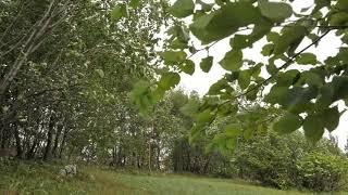 Swaying Trees in The Wind Rumbling Leaves Relaxing Wind